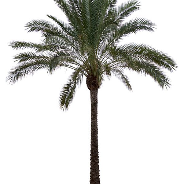 Super Complex Clipping Path Super Complex Clipping Path